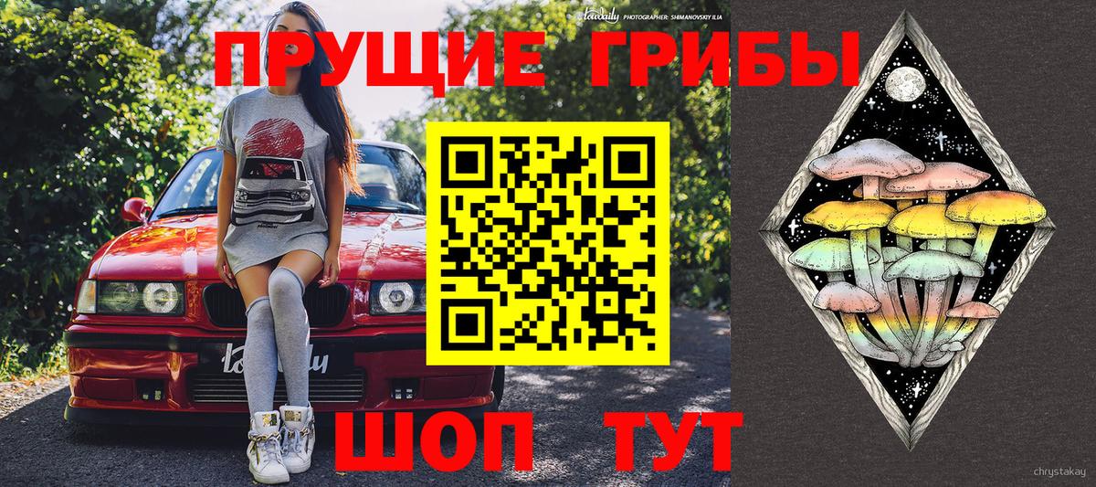 Псилоцибиновые грибы Psilocybe Заводоуковск